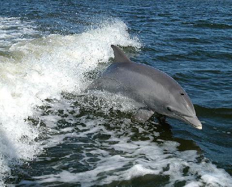 dolphin-nasa-public-domain-ksc-04pd-0178.jpg
